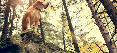 Vacanza con il tuo cane - 59 Appartamenti & Case per le Vacanze