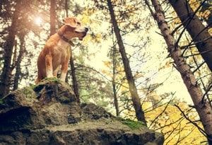 De vacaciones con tu perro - 25 Apartamentos y Casas de Vacaciones