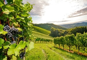 Wine growing regions - 1 Apartments & Holiday Homes