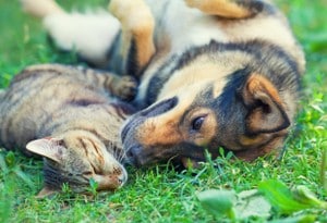 Emmener votre animal en vacances - 1 Appartements & Maisons de Vacances